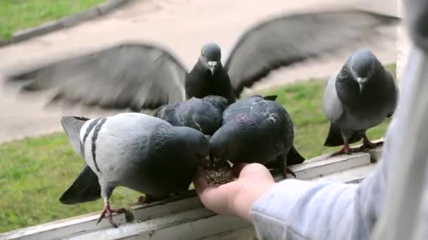 Kız besleme kuşlar ev pencere eşik yakın çekim elleri ile güvercinler. — Stok video