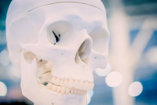 Biały układ ludzkiej czaszki zbliżenie, eksponat medyczny — Zdjęcie stockowe