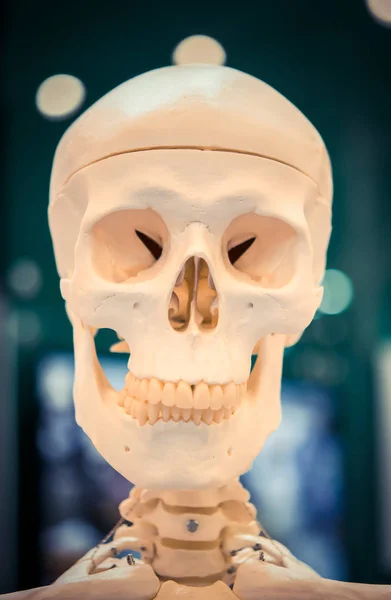 ダミー人間の頭蓋骨をクローズアップ。ダミーレイアウト人間の頭蓋骨クローズアップ、医療展示 — ストック写真