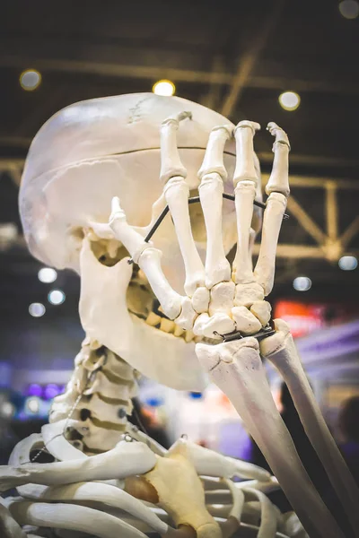 人間の骨格と人間の頭蓋骨のクローズ アップのレイアウト, — ストック写真