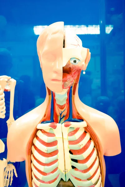 Human internal organs dummy, training dummy, detail of the face — Stock Photo, Image