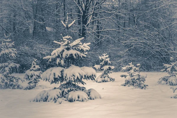 Foto i gammal vintage stil. Skogsträd täckt snö på natten på vintern. — Stockfoto