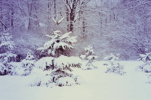 Árboles forestales cubiertos de nieve por la noche en invierno . — Foto de Stock