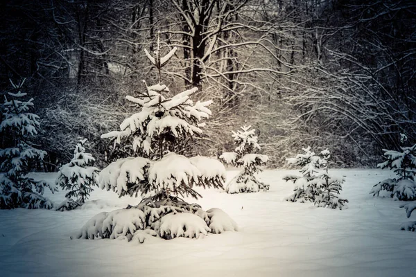 Forest trees covered snow at night in winter. — Stock Photo, Image