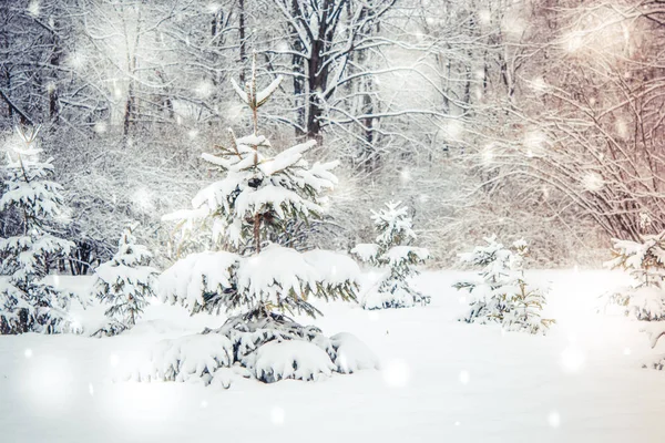 Лісові дерева вкривали сніг вночі взимку . — стокове фото