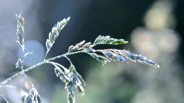 Yaz sabahının erken saatlerinde yeşil çiğ kaplı çimen bitkisi