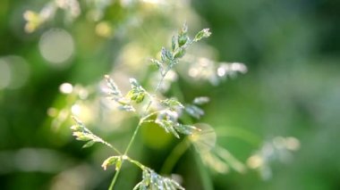 Yaz sabahının erken saatlerinde yeşil çiğ kaplı çimen bitkisi