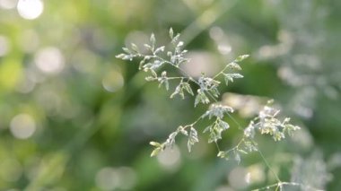 Yaz sabahının erken saatlerinde yeşil çiğ kaplı çimen bitkisi