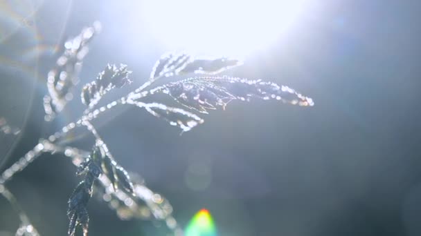 Green dew-covered grass plant in early in spring summer morning — ストック動画