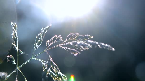 Зелена рослина покрита росою на початку весни літнього ранку — стокове відео