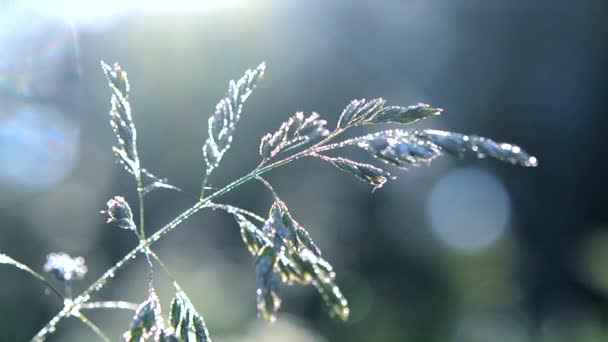 Groene dauw bedekt gras plant in het begin van de lente zomerochtend — Stockvideo