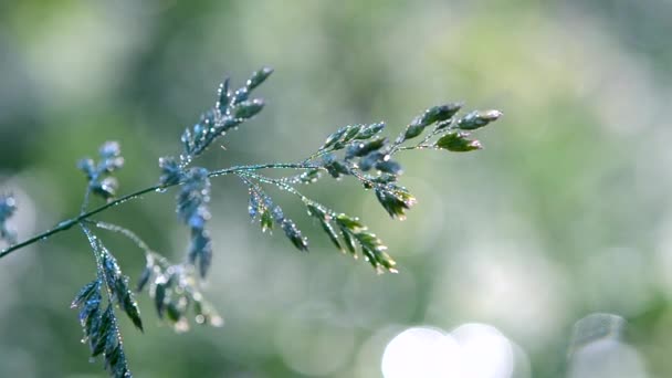 Green dew-covered grass plant in early in spring summer morning — ストック動画