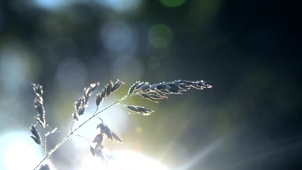 Groene dauw bedekt gras plant in het begin van de lente zomerochtend — Stockvideo