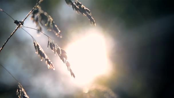 Green dew-covered grass plant in early in spring summer morning — ストック動画