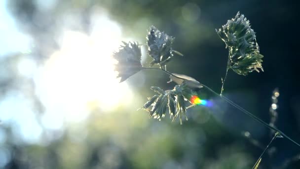 Pianta erbosa verde ricoperta di rugiada all'inizio della mattina primaverile estiva — Video Stock