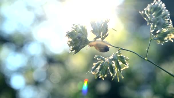 Planta de grama coberta de orvalho verde no início da manhã de verão da primavera — Vídeo de Stock