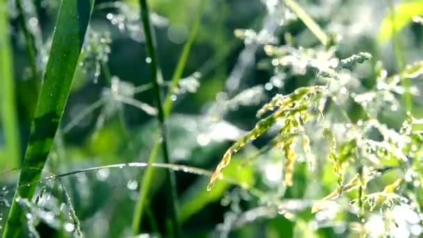 Groene dauw bedekt gras plant in het begin van de lente zomerochtend — Stockvideo