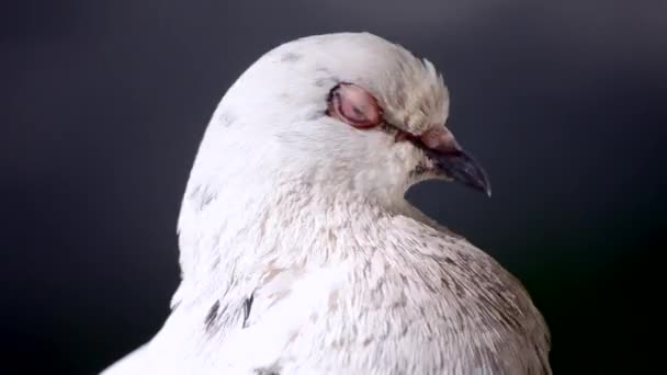Primer plano de la cabeza de paloma . — Vídeos de Stock