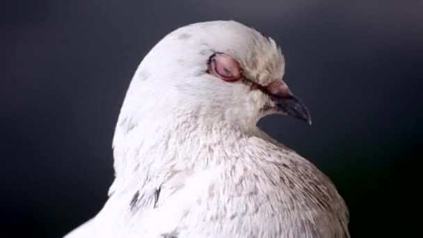 Cabeça de pombo close-up . — Vídeo de Stock