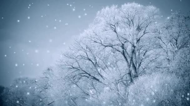 Krásné velké stromy ve sněhu proti modré obloze, filtr. — Stock video