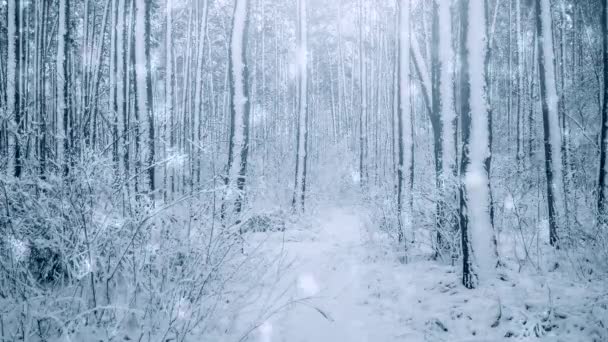 Träd tall gran i magisk skog vinter med fallande snö snöfall. — Stockvideo