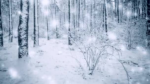 Abeto de pino árbol en el bosque mágico invierno con nieve cayendo. — Vídeos de Stock