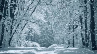 Fantastik Peri Masalı Sihirli Manzara Orman Parkı