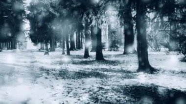 Güneşli bir günde kış parkı. Ağaçlar, yol soğuk bir günde karla kaplı..