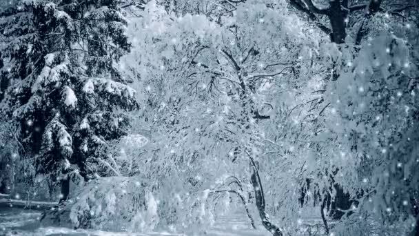 Snö i skogen skogen på vintern. Snö träd grenar sig dagtid. — Stockvideo