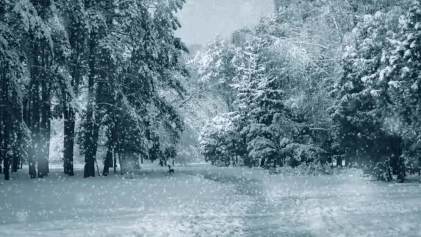 Vysoké stromy a stezka v parku s padajícím sněhem, modrá barva. — Stock video
