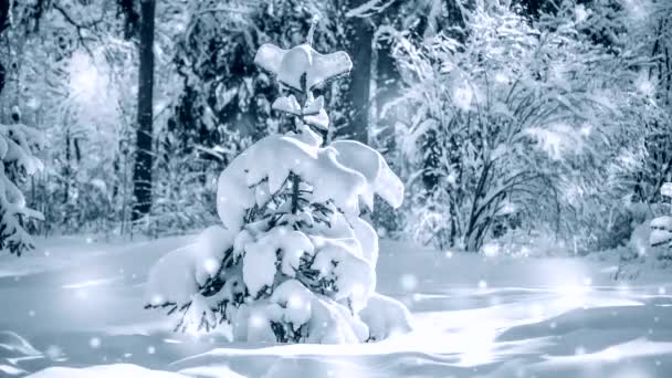 Πολύ ωραίο μικρό χριστουγεννιάτικο δέντρο στο δάσος με χιόνι. — Αρχείο Βίντεο