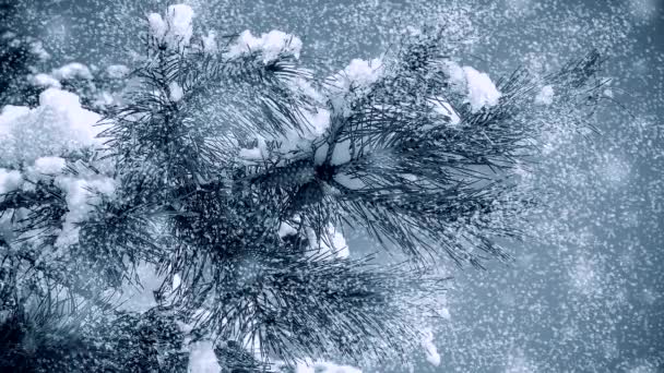 Branche de pin avec cône avec chute de neige. Cinemagraph boucle sans couture — Video