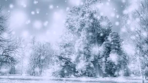 Parque de inverno no dia ensolarado. Ano Novo Natural Natal fundo de inverno — Vídeo de Stock