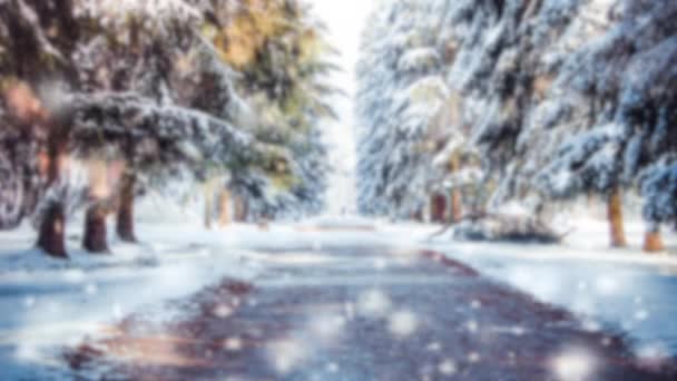 Parque de invierno en un día soleado. Árboles, camino cubierto de nieve en día frío. — Vídeo de stock