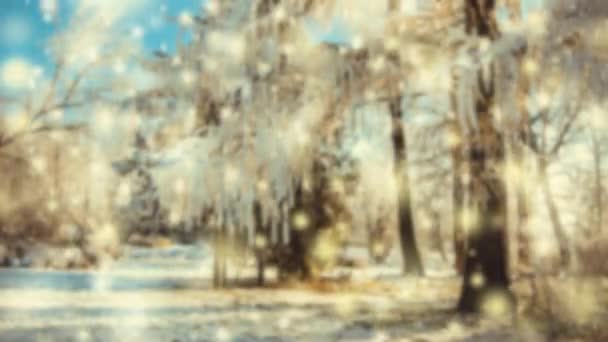 Vinterpark en solig dag. Träd, väg täckt med snö på kalla dagen. — Stockvideo