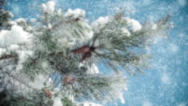 Rama de pino con cono con nieve que cae. Párrafo de cine — Vídeo de stock