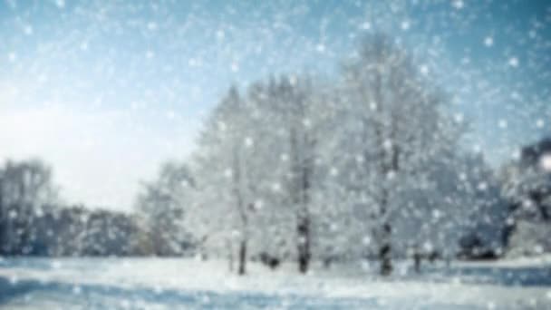Träd på ett fält på vintern med fallande snö, blå. Snöskog snöfall. — Stockvideo