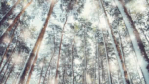 Pin épinette dans la forêt magique hiver avec chute de neige jour. — Video