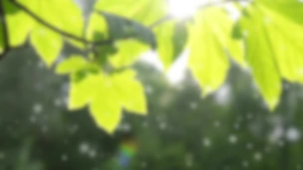 Hermosa hoja verde en la rama de un árbol con la retroiluminación del sol — Vídeos de Stock