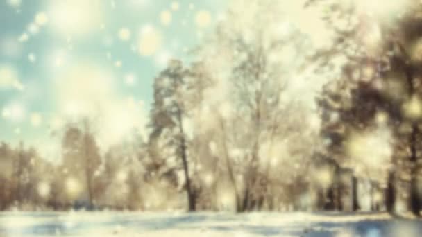 Vinterpark på solig dag. Träd med snö på kall dag. — Stockvideo