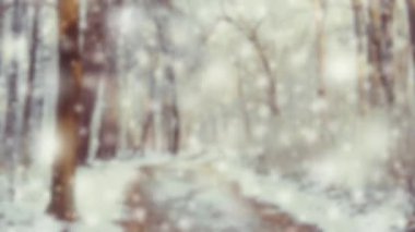 Çam çamı, kar yağarken büyülü ormanda kışın filizlenir..