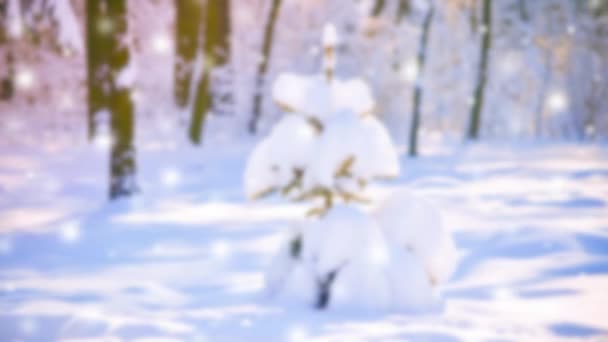Mycket trevlig liten julgran i skogen med snö. — Stockvideo