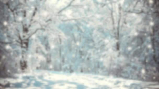 Árboles cubiertos de nieve plantas bosque en invierno filtro — Vídeos de Stock