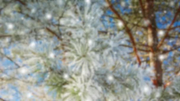 투명 한 얼음과 눈이 내리는 가문비나무 가지 — 비디오