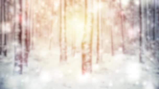 Дерево сосновая ель в волшебном лесу зимой с падающим снегом солнечный день. — стоковое видео