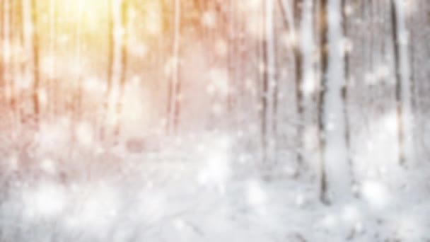 Träd tall gran i magisk skog vinter med fallande snö solig dag — Stockvideo