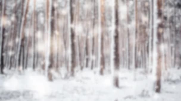 Träd tall gran i magisk skog vinter med fallande snö dag. — Stockvideo