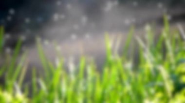 Arka plan bulanık. Sabahın erken saatlerinde su yüzeyinden sabah sisi yükselir.