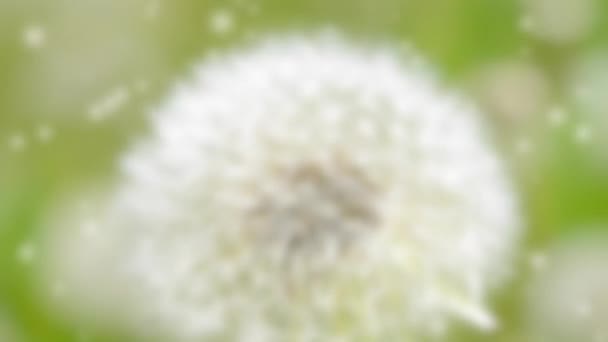 Blurred background. White dandelion reeling from the wind close-up — Stock Video
