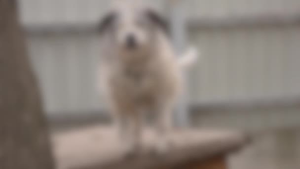 Fundo desfocado. Retrato de um velho cão de guarda em pé em uma casa de cachorro close-up. — Vídeo de Stock